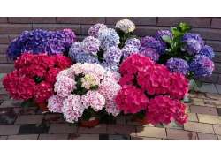 HORTENSIA 5 LT.