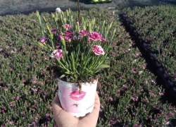 DIANTHUS PINK KISSES M.11