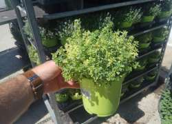 THYMUS CITRODORUS M.14