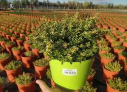 THYMUS CITRODORUS 2 LT