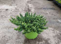 THYMUS CITRODORUS 2 LT