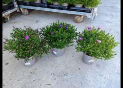 ASTER M.13