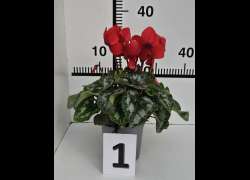 CYCLAMEN C.14 N.1 - ROJO