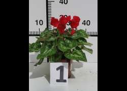 CYCLAMEN C.14 N.1 - ROJO