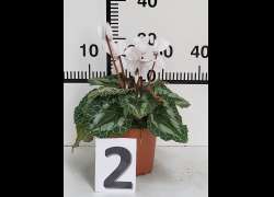 CYCLAMEN C.14 N.2 - BLANCO