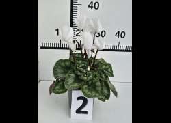 CYCLAMEN C.14 N.2 - BLANCO