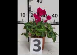 CYCLAMEN C.14 N.3 - LILA