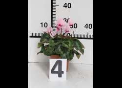 CYCLAMEN C.14 N.4 - ROSA OJO FUCHSIA