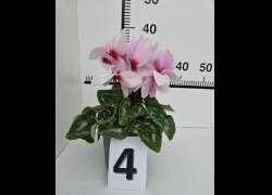 CYCLAMEN C.14 N.4 - ROSA OJO FUCHSIA