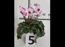 CYCLAMEN C.14 N.5 - RIZADO