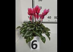 CYCLAMEN C.14 N.6 - ROSA FUERTE