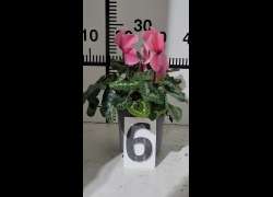 CYCLAMEN C.14 N.6 - ROSA FUERTE