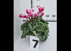 CYCLAMEN C.14 N.7 - BICOLOR