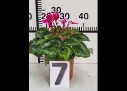 CYCLAMEN C.14 N.7 - BICOLOR