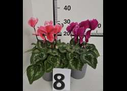 CYCLAMEN C.14 N.8 - MIX CONTORNO BLANCO