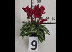 CYCLAMEN C.14 N.9 - ROJO VINO