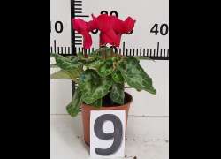 CYCLAMEN C.14 N.9 - ROJO VINO