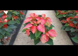 POINSETTIA ICE CRISTAL C.14 N.6