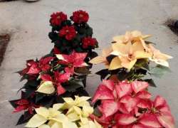 POINSETTIA COLORES MIX C.14