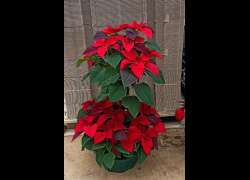 POINSETTIA COPA T.11 LT 4 PLANTAS
