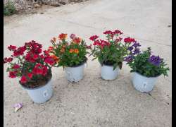 NEMESIA T.14