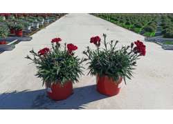 DIANTHUS BACCO M.17