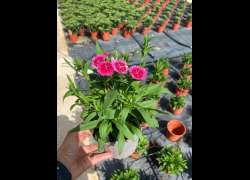 DIANTHUS TELSTAR M.13