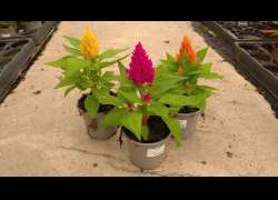 CELOSIA M.11