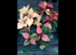 POINSETTIA COMPO. 11 LT. 3 PL N.2