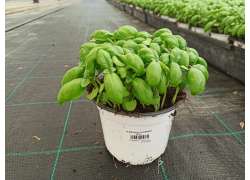 ALBAHACA CULINARIA M.13