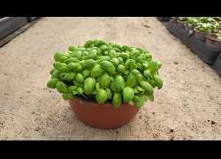 ALBAHACA CULINARIA TARRINA