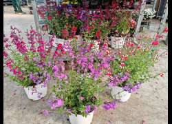 SALVIA GREGGI 5 LT