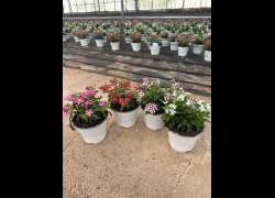 VINCA SOIREE M.14
