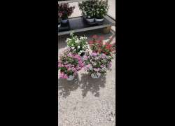 VINCA SOIREE M.14
