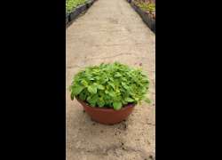 ALBAHACA TARRINA