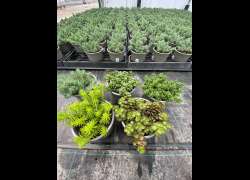 SEDUM M.14