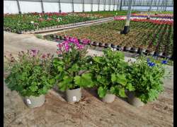 PERICALLIS SENETTI C.17