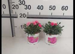 DIANTHUS I LOVE YOU M.13