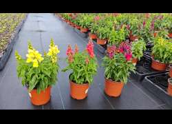 ANTIRRHINUM M.13