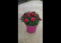 DIANTHUS EARLY LOVE M.17