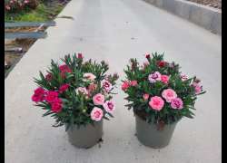 DIANTHUS TRICOLOR M.17