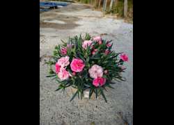 DIANTHUS I LOVE YOU T.21