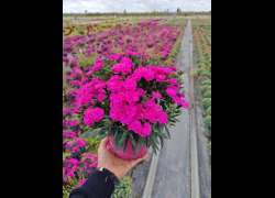 DIANTHUS PEMAN M.17