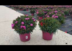 DIANTHUS PEMAN M.17
