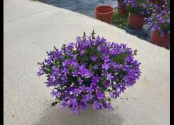 CAMPANULA M.17