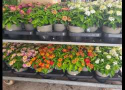 LANTANA C.14 P