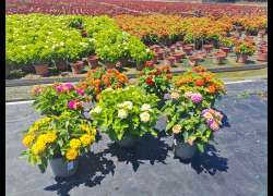 LANTANA C.14 P
