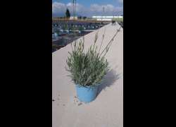 LAVANDULA OFF. GROSSO 5 L