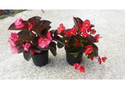 BEGONIA DRAGON M.14