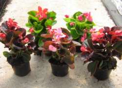 BEGONIA SEMPERFLORENS M.11
